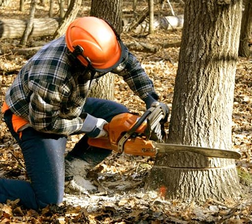 Tree Removal in Heidrick, KY